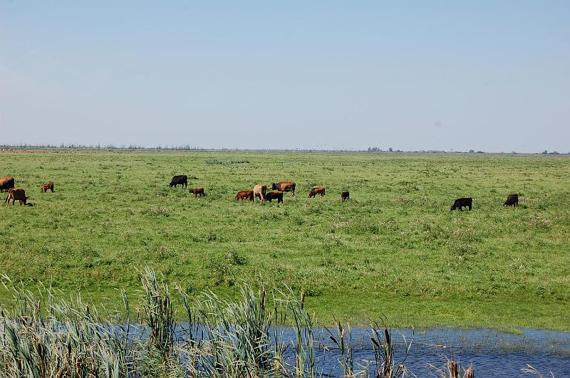 DSC_1412.JPG