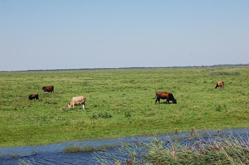 DSC_1413.JPG