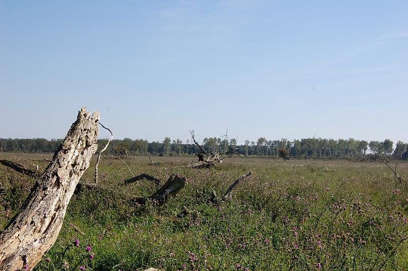 DSC_1432.JPG