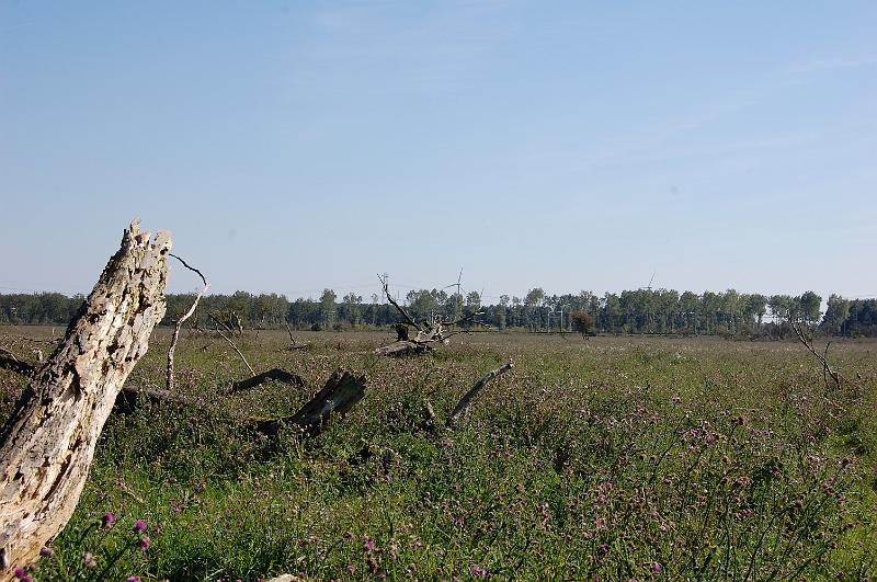 DSC_1433.JPG