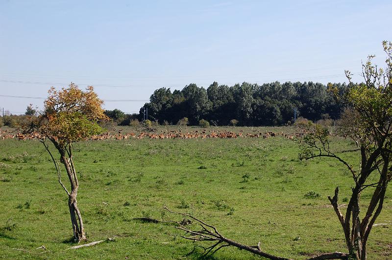 DSC_1439.JPG