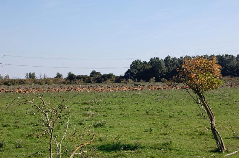 DSC_1440.JPG