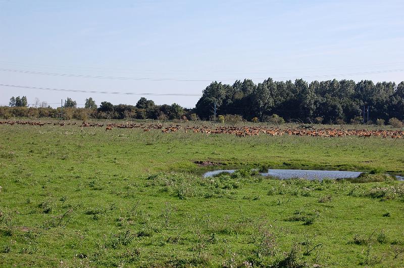 DSC_1441.JPG