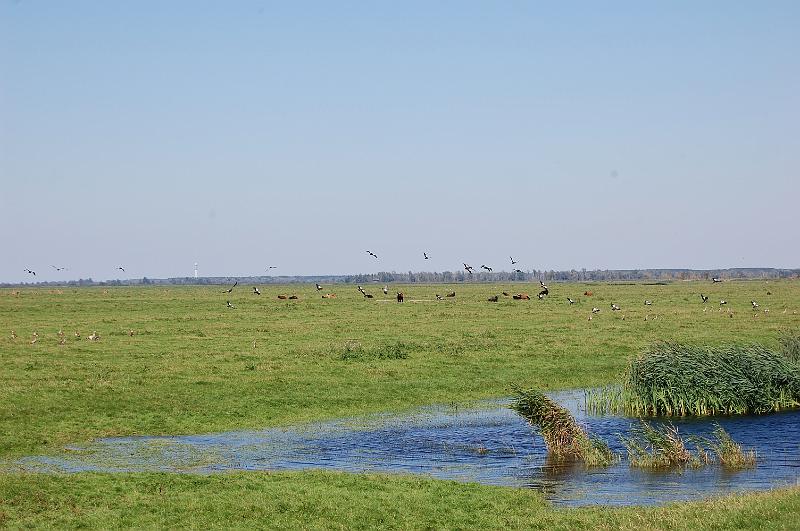 DSC_1442.JPG