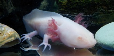 Salamander regenereert littekenloos