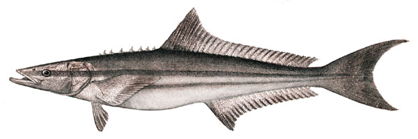 Cobia ('zwarte zalm')