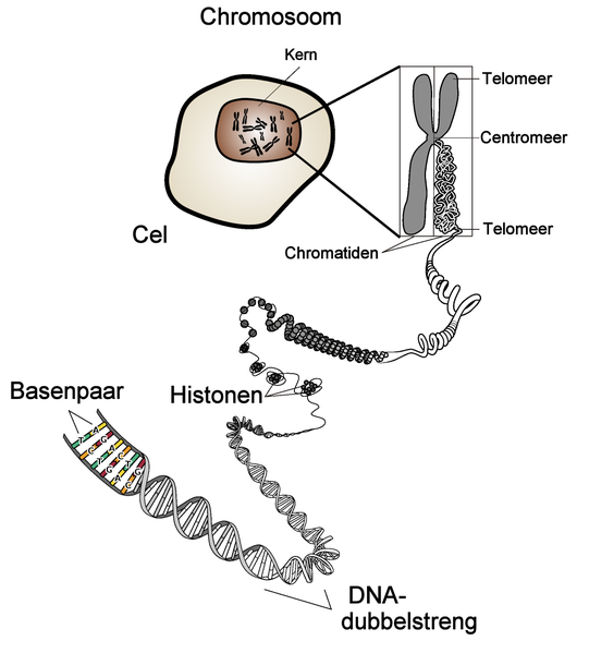 DNA