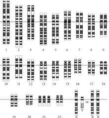 Chromosomen van een mens