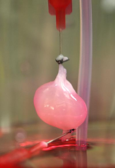 De lege nier wordt in glas weer met cellen gevuld