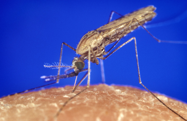 Malariamug tippelt op zweetvoeten (foto Science)