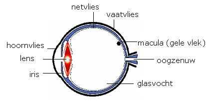 Doorsnee van het oog