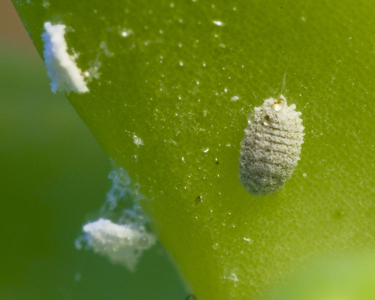 Wolluis leeft in symbiose met twee bacteriën