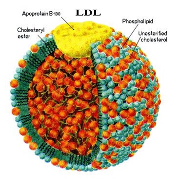 ldl-cholesterol