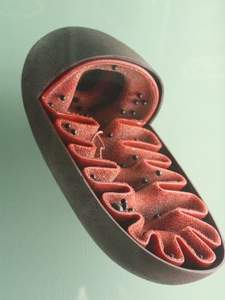 Mitochondriën