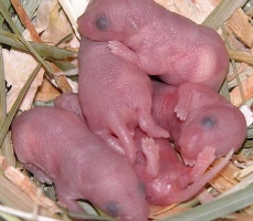 Pasgeboren muisjes
