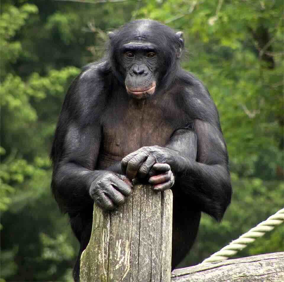 Bonobo in Apenheul