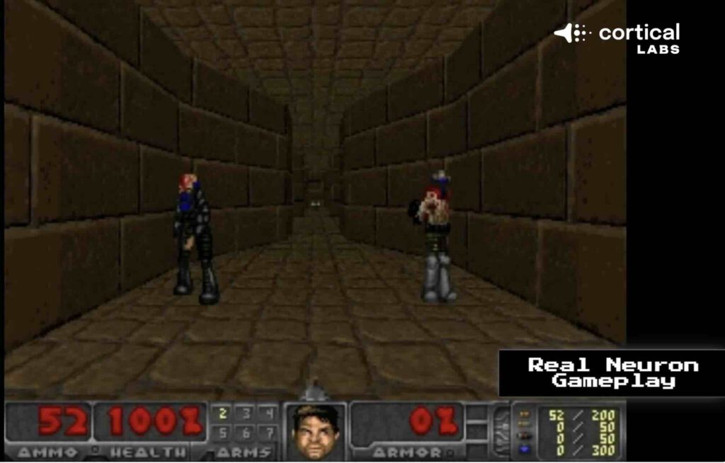 Cortical Labs Doom menselijke hersencellen op chip
