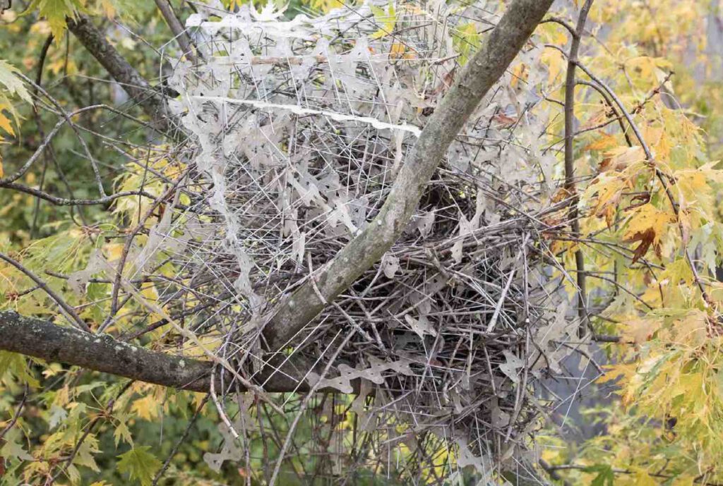 Ekstersnest met vogelweerpinnen