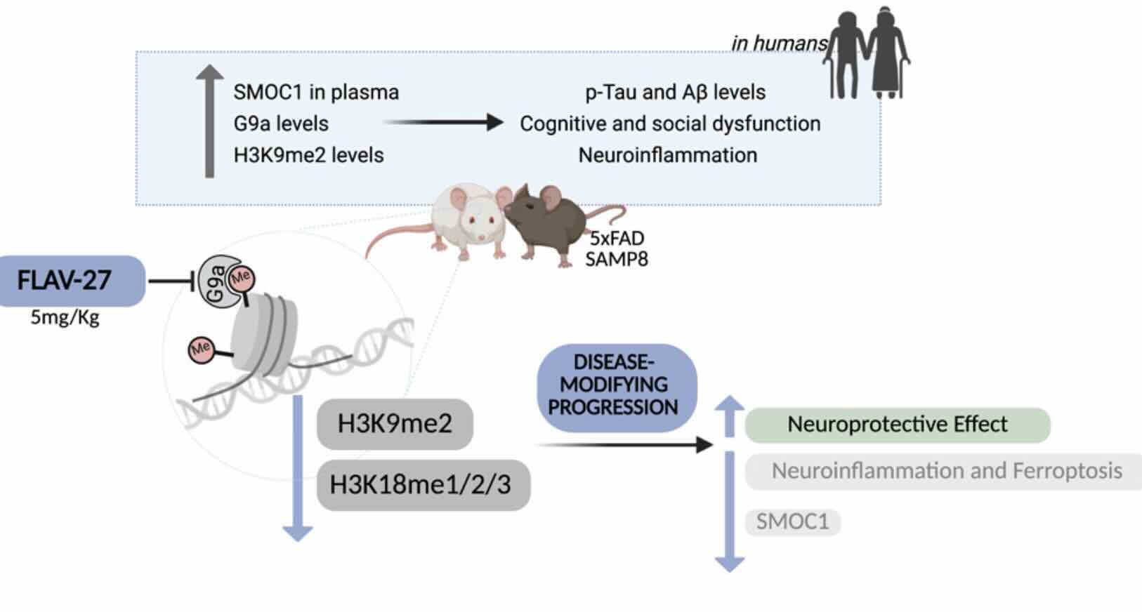 FLAV-27 remt Alzheimer
