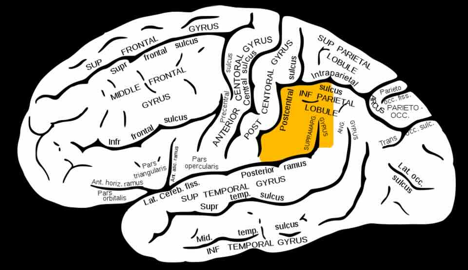 Gyrus supermarginalis