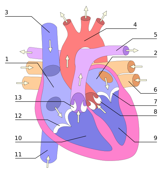 Hart