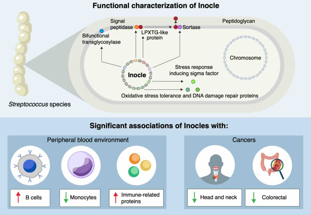 Inocels, brokken extrachromosomaal DNA