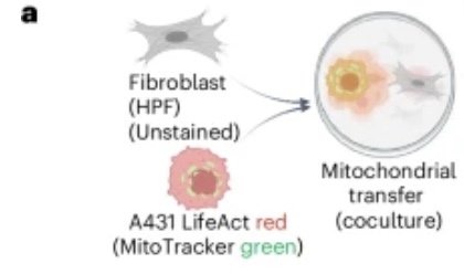 Kankercellen 'besmetten' buurcellen via hun mitochondriën