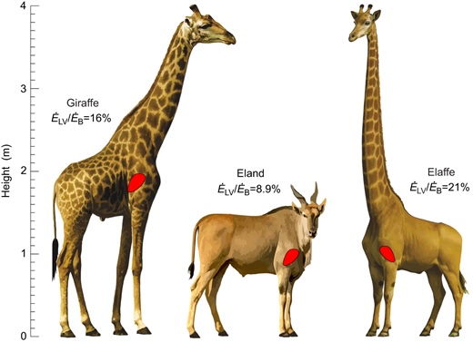 Giraf, Afrikaanse elandantiloop en elaffe