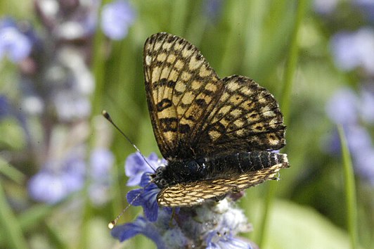 Melitaea cinxia (veldparelmoervlinder