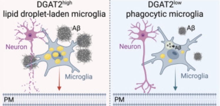 Microgliacellen