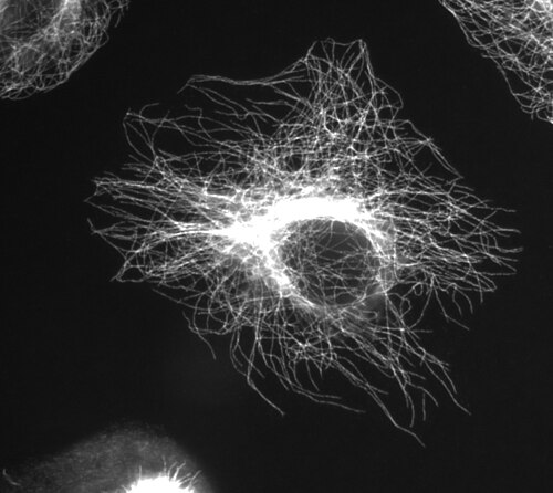 Microtubuli