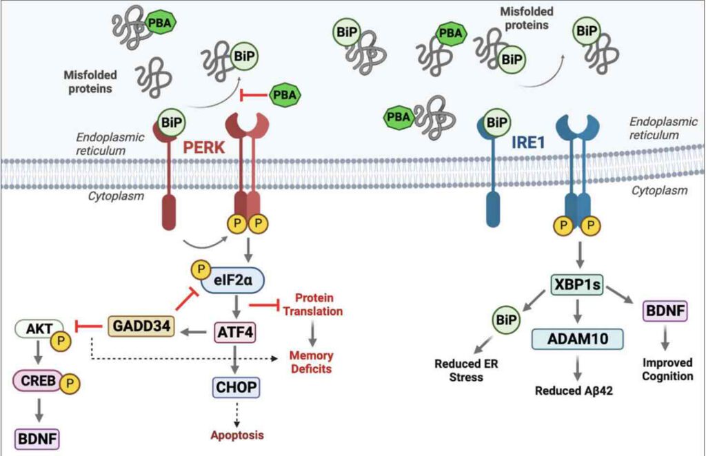 PBA-therapie zou eiwitklonteringen opruimen