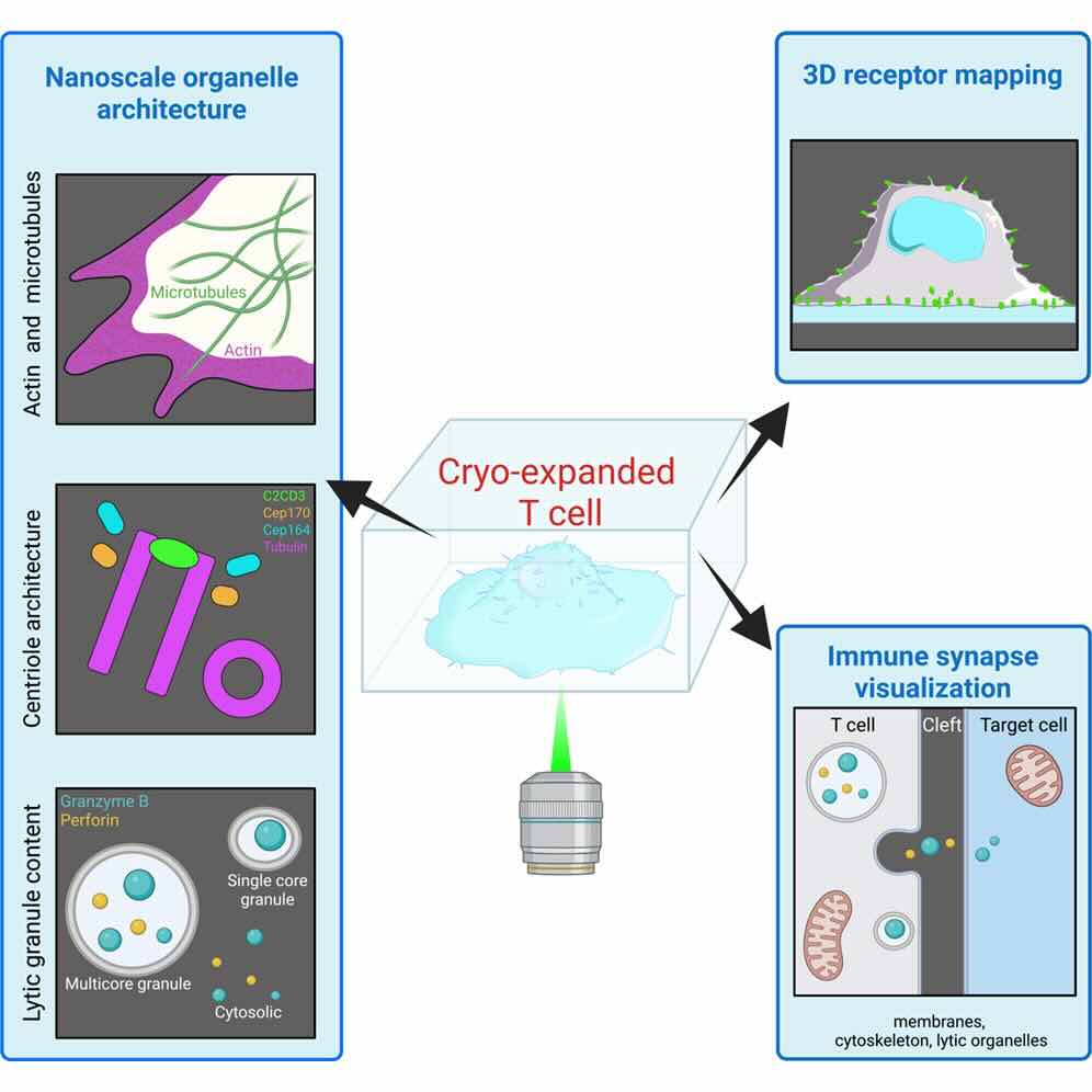 T-cel-reactie in beeld gebracht