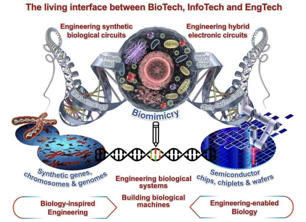 Versmelting biologie en siliciumtechnologie