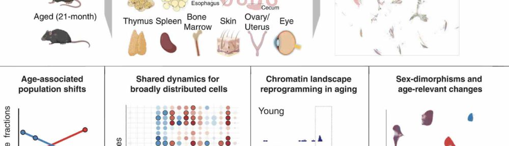 Celverouderingsatlas van muisjes