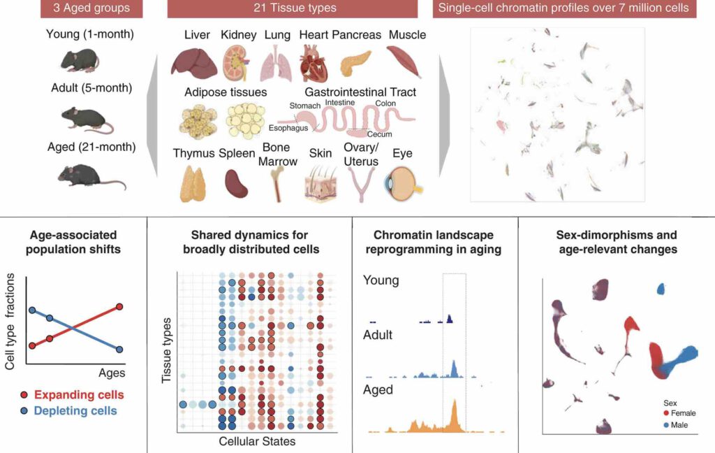 Celverouderingsatlas van muisjes