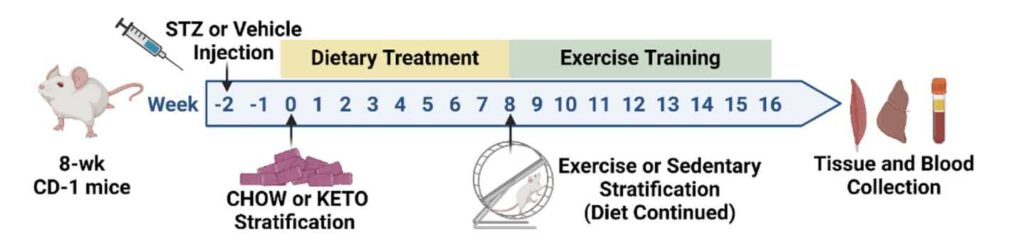Ketogeen dieet en effect lichaamsbeweging bij hoge bloedsuikerspiegel