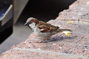 Huismus