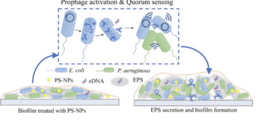 nanokunststofdeeltjes en de micro-organismen