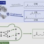 Gist maakt palmolievetzuren aan