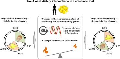 's morgens vet/ 's middags koolhydraat is gezonder