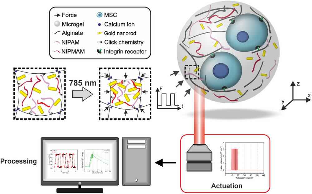 Stimulering stamcellen tot botcellen