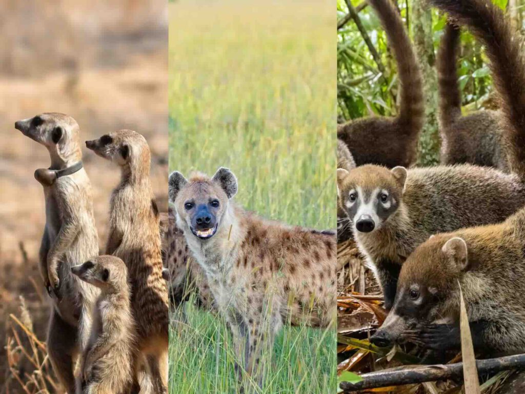 stokstaartjes, gevlekte hyena's en neusberen.webp